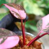 -TGK-r50404-/フィロデンドロン ピンクプリンセス ギャラクシー/Philodendron 'Pink Princess Galaxy' - 画像 (2)