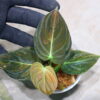 -TGK-r40206- /Philodendron melanochrysum 'Variegated'/フィロデンドロン メラノクリサム斑入り - 画像 (8)