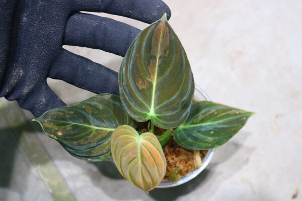 -TGK-r40206- /Philodendron melanochrysum 'Variegated'/フィロデンドロン メラノクリサム斑入り