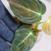 -TGK-r40206- /Philodendron melanochrysum 'Variegated'/フィロデンドロン メラノクリサム斑入り - 画像 (7)