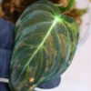 -TGK-r40206- /Philodendron melanochrysum 'Variegated'/フィロデンドロン メラノクリサム斑入り - 画像 (5)