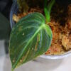 -TGK-r40206- /Philodendron melanochrysum 'Variegated'/フィロデンドロン メラノクリサム斑入り - 画像 (4)