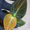 -TGK-r40206- /Philodendron melanochrysum 'Variegated'/フィロデンドロン メラノクリサム斑入り - 画像 (3)