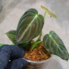 -TGK-r40206- /Philodendron melanochrysum 'Variegated'/フィロデンドロン メラノクリサム斑入り - 画像 (2)