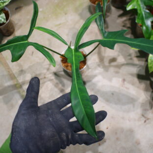 -TGK-r03010-/Philodendron longilobatum Lelano Miyano/フィロデンドロン ロンギロバトム レラノミヤノ