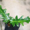 -TGK-/フィロデンドロン ボブシー'斑入り'/Philodendron Bobcee 'Variegated' - 画像 (2)