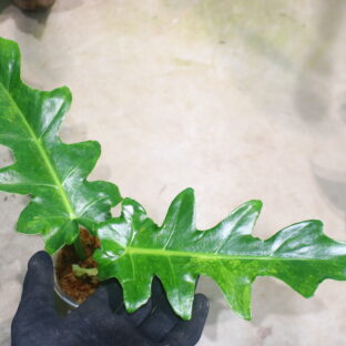 -TGK-/フィロデンドロン ボブシー'斑入り'/Philodendron Bobcee 'Variegated'