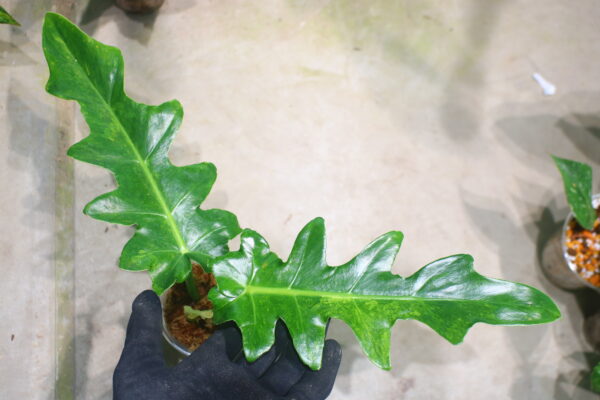 -TGK-/フィロデンドロン ボブシー'斑入り'/Philodendron Bobcee 'Variegated'