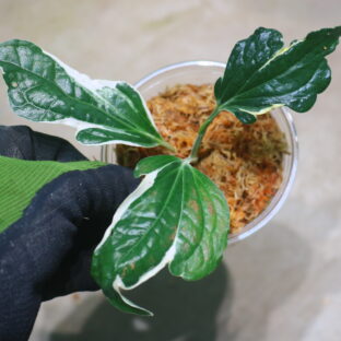 -TGK-r50404- /  Piper sarmentosum mutant variegated / ピペル サルメントスム ミュータント 斑入り