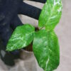 ①/-TGK-r50404-/Calathea musaica 'Variegated'/カラテア ムサイカ 斑入り - 画像 (9)