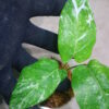 ①/-TGK-r50404-/Calathea musaica 'Variegated'/カラテア ムサイカ 斑入り - 画像 (8)