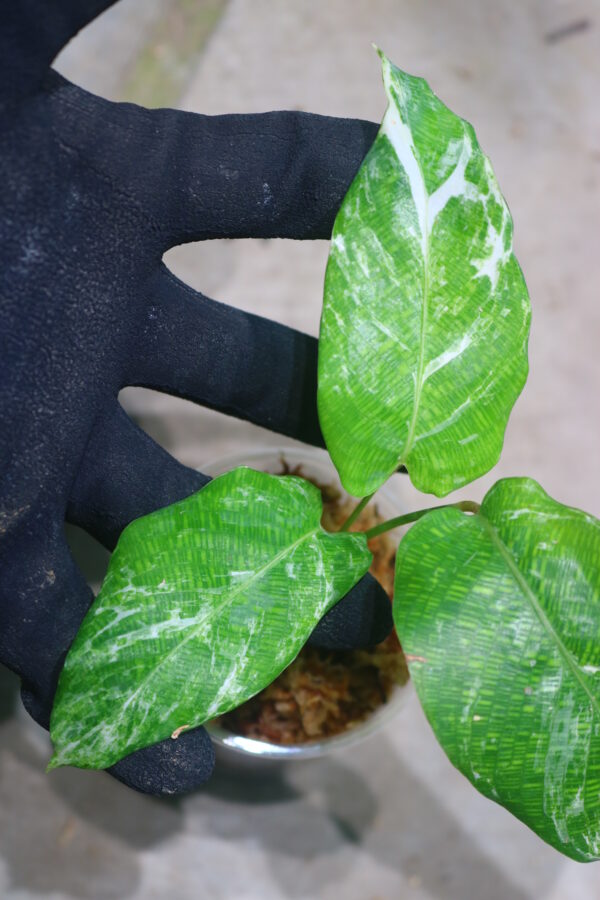 ①/-TGK-r50404-/Calathea musaica 'Variegated'/カラテア ムサイカ 斑入り