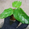 ①/-TGK-r50404-/Calathea musaica 'Variegated'/カラテア ムサイカ 斑入り - 画像 (7)