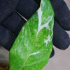 ①/-TGK-r50404-/Calathea musaica 'Variegated'/カラテア ムサイカ 斑入り - 画像 (6)