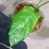 ①/-TGK-r50404-/Calathea musaica 'Variegated'/カラテア ムサイカ 斑入り - 画像 (5)