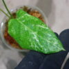 ①/-TGK-r50404-/Calathea musaica 'Variegated'/カラテア ムサイカ 斑入り - 画像 (4)