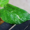 ①/-TGK-r50404-/Calathea musaica 'Variegated'/カラテア ムサイカ 斑入り - 画像 (3)