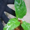 ①/-TGK-r50404-/Calathea musaica 'Variegated'/カラテア ムサイカ 斑入り - 画像 (2)