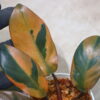 ① -TGK-r50404- / Philodendron Black Cardinal 'Variegated No.2' / フィロデンドロン ブラック カーディナル 斑入り No.2 - 画像 (5)