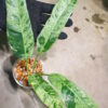 -TGK-r50404-/エピプレムナム ギカンチウム マーブル 斑入り/Epipremnum giganteum 'Marble Variegated' - 画像 (2)