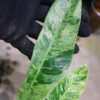 -TGK-r50404-/エピプレムナム ギカンチウム マーブル 斑入り/Epipremnum giganteum 'Marble Variegated' - 画像 (6)