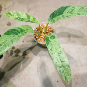 -TGK-r50404-/エピプレムナム ギカンチウム マーブル 斑入り/Epipremnum giganteum 'Marble Variegated'