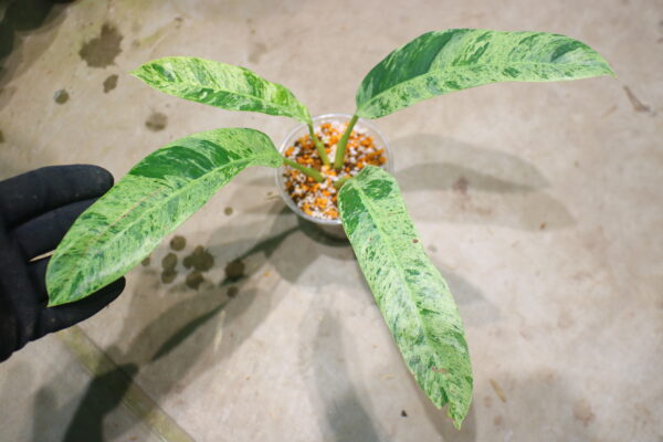 -TGK-r50404-/エピプレムナム ギカンチウム マーブル 斑入り/Epipremnum giganteum 'Marble Variegated'