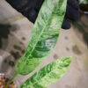 -TGK-r50404-/エピプレムナム ギカンチウム マーブル 斑入り/Epipremnum giganteum 'Marble Variegated' - 画像 (9)