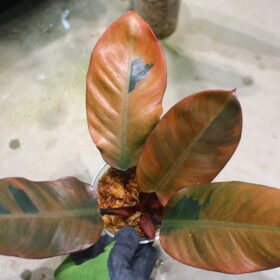 ②-TGK-r50404- / Philodendron Black Cardinal 'Variegated No.2' / フィロデンドロン ブラック カーディナル 斑入り No.2