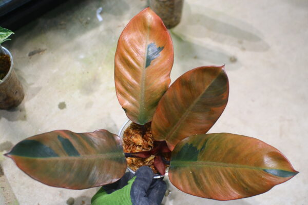 ②-TGK-r50404- / Philodendron Black Cardinal 'Variegated No.2' / フィロデンドロン ブラック カーディナル 斑入り No.2