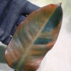 ②-TGK-r50404- / Philodendron Black Cardinal 'Variegated No.2' / フィロデンドロン ブラック カーディナル 斑入り No.2 - 画像 (5)