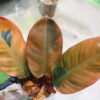 ②-TGK-r50404- / Philodendron Black Cardinal 'Variegated No.2' / フィロデンドロン ブラック カーディナル 斑入り No.2 - 画像 (3)