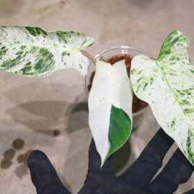 ② -TGK-r50404-/ Philodendron Emerald Ice/ フィロデンドロン エメラルド アイス