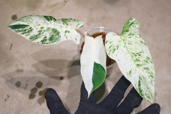 ② -TGK-r50404-/ Philodendron Emerald Ice/ フィロデンドロン エメラルド アイス