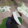 ② -TGK-r50404-/ Philodendron Emerald Ice/ フィロデンドロン エメラルド アイス - 画像 (3)