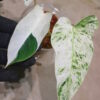 ② -TGK-r50404-/ Philodendron Emerald Ice/ フィロデンドロン エメラルド アイス - 画像 (4)