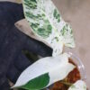 ② -TGK-r50404-/ Philodendron Emerald Ice/ フィロデンドロン エメラルド アイス - 画像 (5)