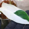 ② -TGK-r50404-/ Philodendron Emerald Ice/ フィロデンドロン エメラルド アイス - 画像 (6)