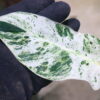 ② -TGK-r50404-/ Philodendron Emerald Ice/ フィロデンドロン エメラルド アイス - 画像 (7)