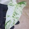 ② -TGK-r50404-/ Philodendron Emerald Ice/ フィロデンドロン エメラルド アイス - 画像 (8)