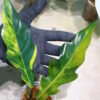 -TGK-r03010-/フィロデンドロン キャラメルマーブル/ Philodendron Caramel Marble - 画像 (2)