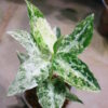 Aglaonema picutum 'Variegated' from Aceh Sumatra -TGK-RIIX0013LH-  / アグラオネマピクタム斑入り/TGK輸入便 - 画像 (5)