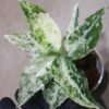 Aglaonema picutum 'Variegated' from Aceh Sumatra -TGK-RIIX0013LH-  / アグラオネマピクタム斑入り/TGK輸入便 - 画像 (4)