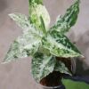 Aglaonema picutum 'Variegated' from Aceh Sumatra -TGK-RIIX0013LH-  / アグラオネマピクタム斑入り/TGK輸入便 - 画像 (3)