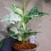 Aglaonema picutum 'Variegated' from Aceh Sumatra -TGK-RIIX0013LH-  / アグラオネマピクタム斑入り/TGK輸入便 - 画像 (6)