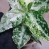 Aglaonema picutum 'Variegated' from Aceh Sumatra -TGK-RIIX0013LH-  / アグラオネマピクタム斑入り/TGK輸入便 - 画像 (7)