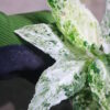 Aglaonema picutum 'Variegated' from Aceh Sumatra -TGK-RIIX0013LH-  / アグラオネマピクタム斑入り/TGK輸入便 - 画像 (8)