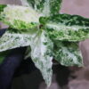 Aglaonema picutum 'Variegated' from Aceh Sumatra -TGK-RIIX0013LH-  / アグラオネマピクタム斑入り/TGK輸入便 - 画像 (9)