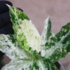 Aglaonema picutum 'Variegated' from Aceh Sumatra -TGK-RIIX0013LH-  / アグラオネマピクタム斑入り/TGK輸入便 - 画像 (10)