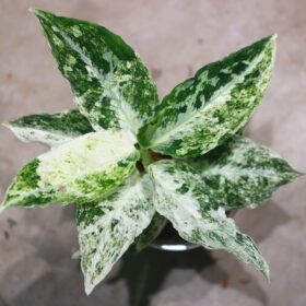 Aglaonema picutum 'Variegated' from Aceh Sumatra -TGK-RIIX0013LH-  / アグラオネマピクタム斑入り/TGK輸入便